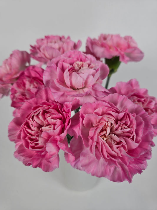 Pink a Boo Carnations