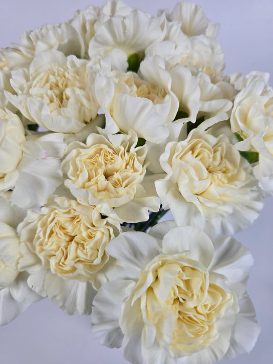 Creamy Vanilla Carnations