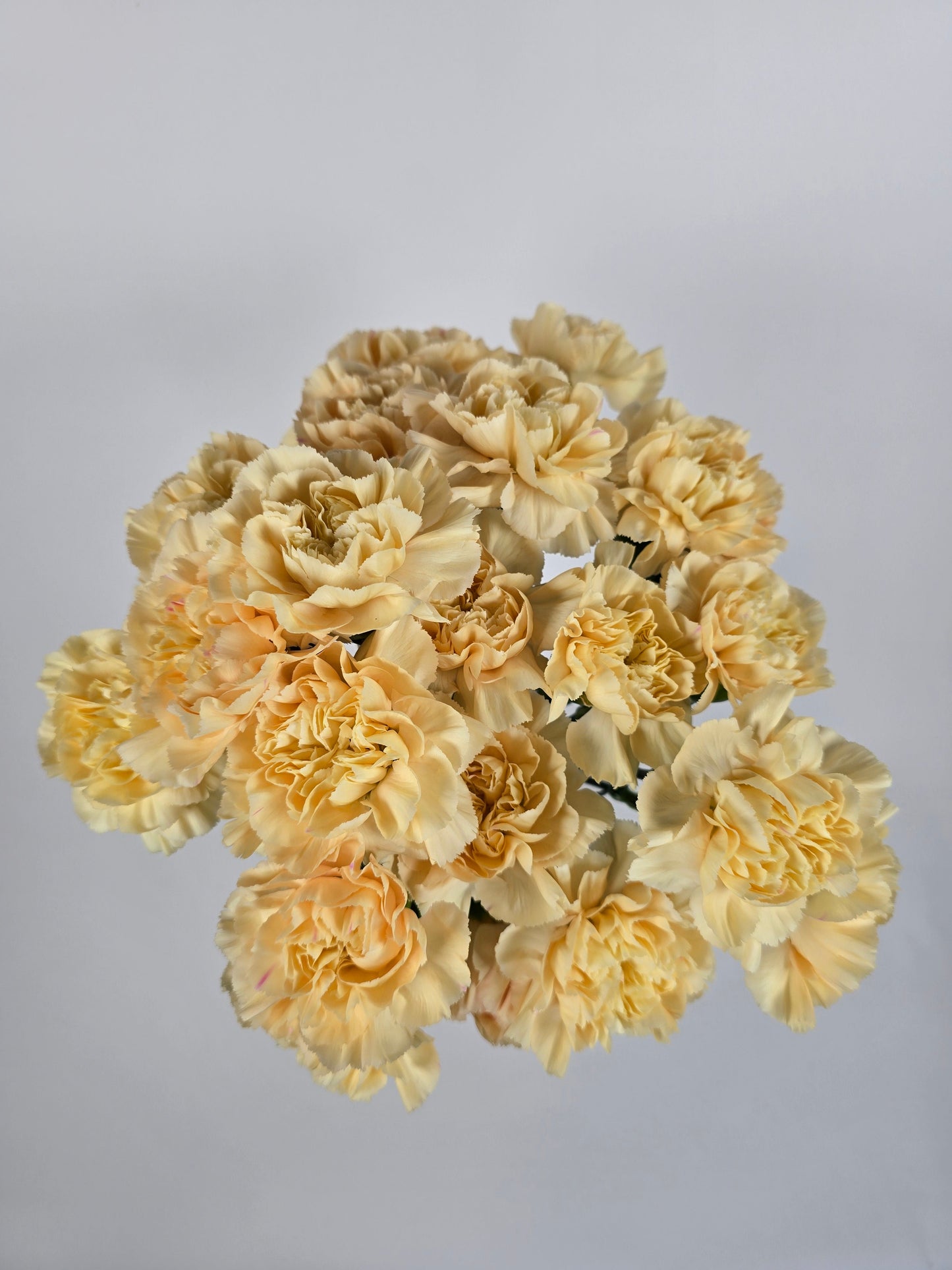 Peach Carnations