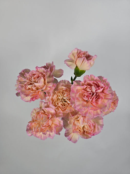 Sugar Apricot Carnations