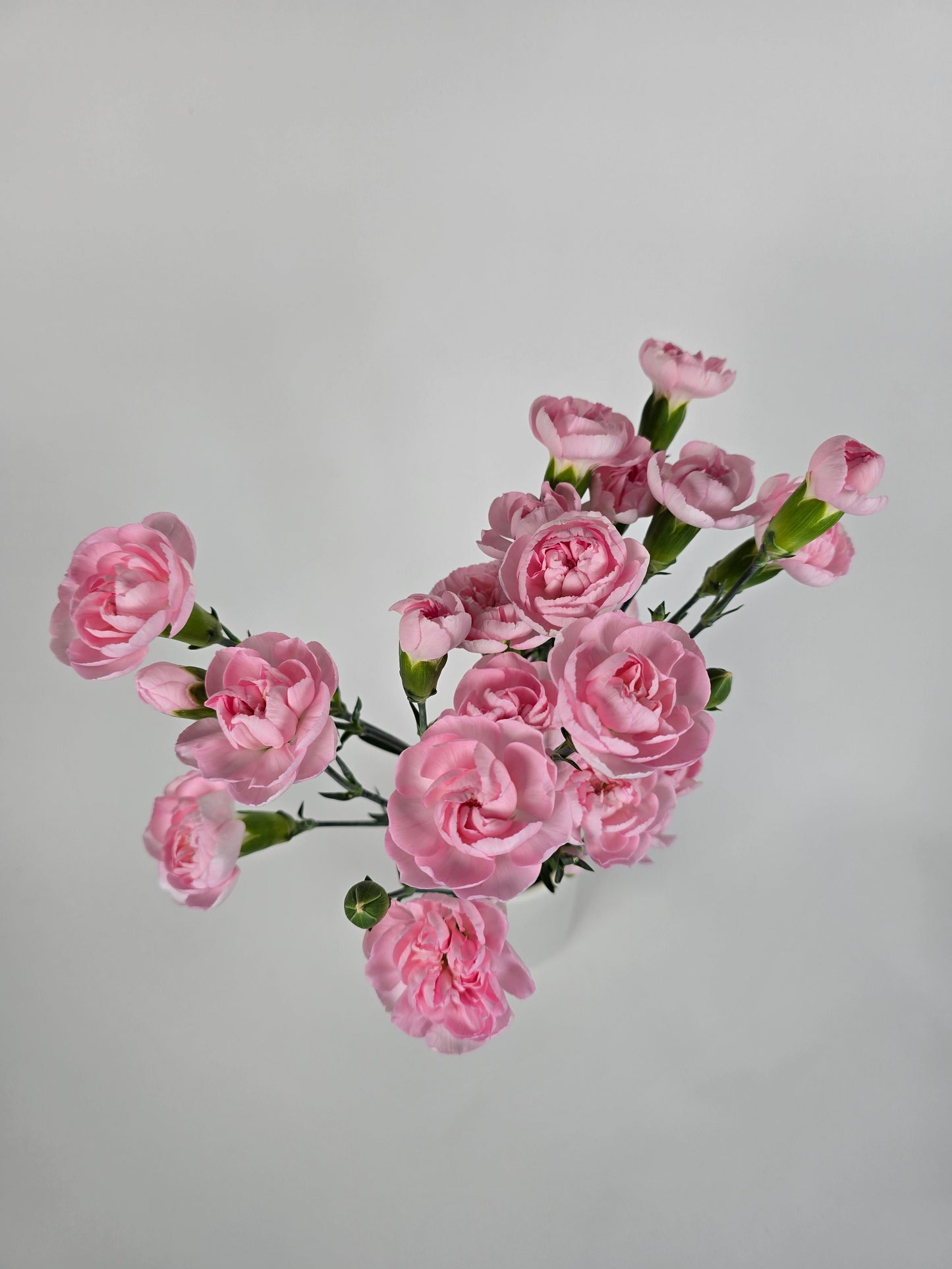 Light Pink Spray Mini Carnations