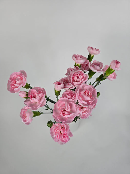 Light Pink Spray Mini Carnations