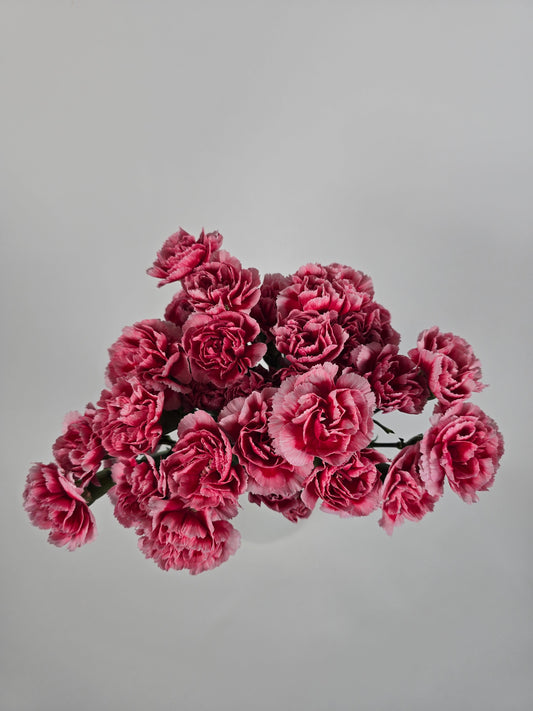 Watermelon Candy Spray Mini Carnations