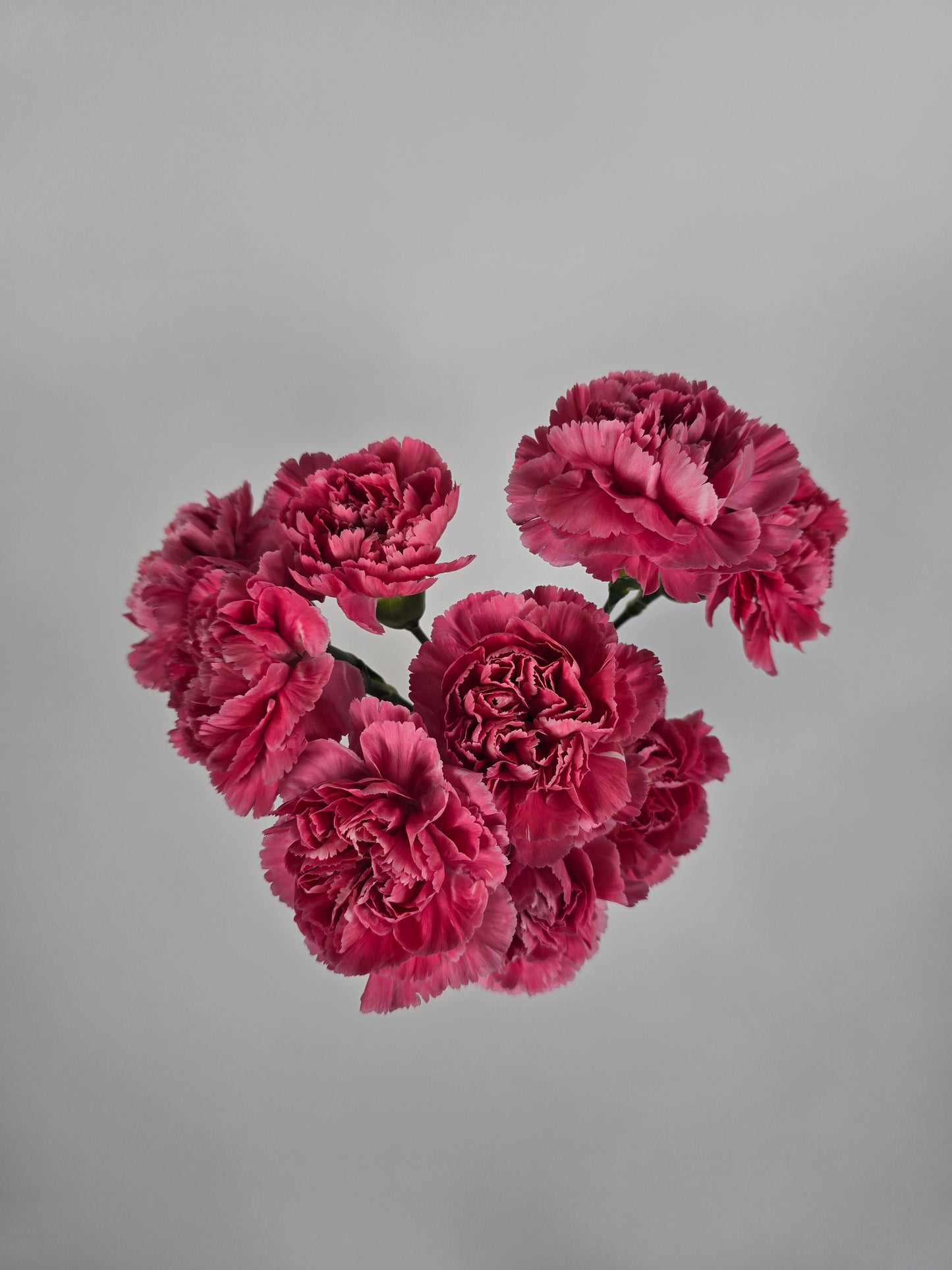Vintage Pink Carnations
