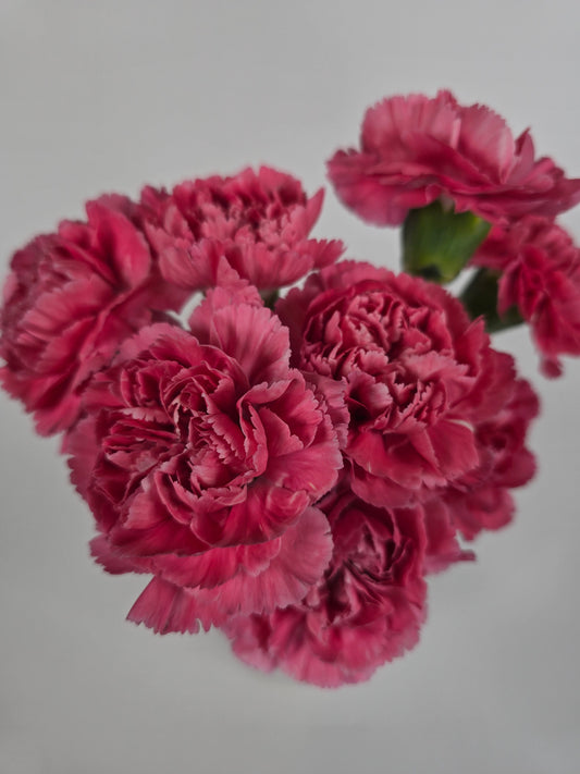 Vintage Pink Carnations