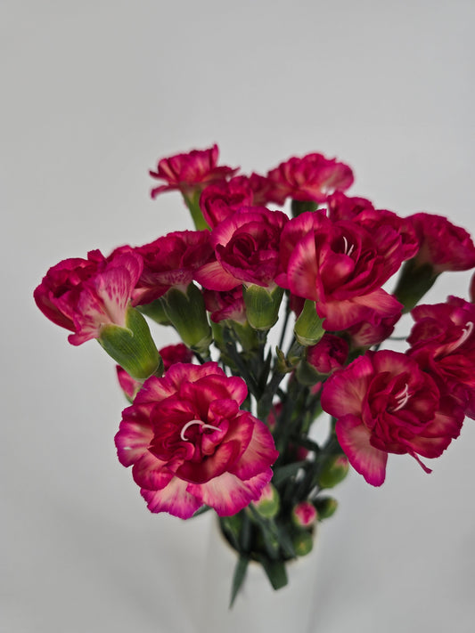 Flaming Sorbet Spray Mini Carnations