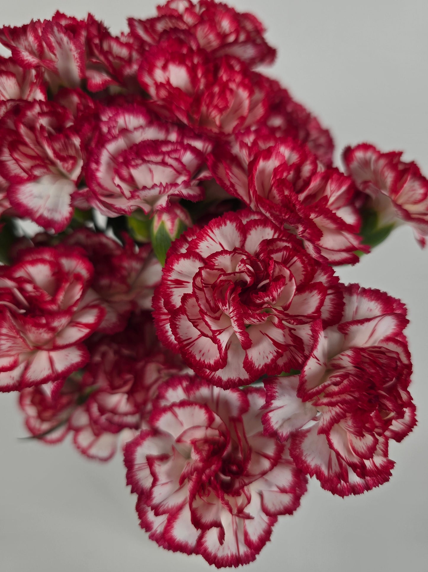 Red and White Mini Spray Carnations