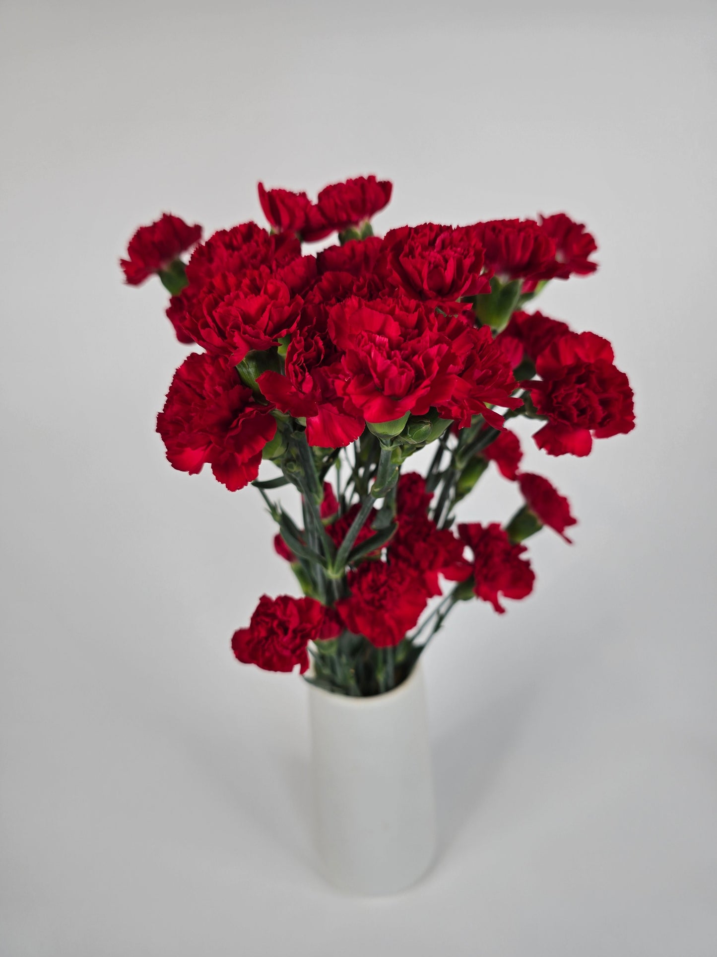 Red Spray Mini Carnations