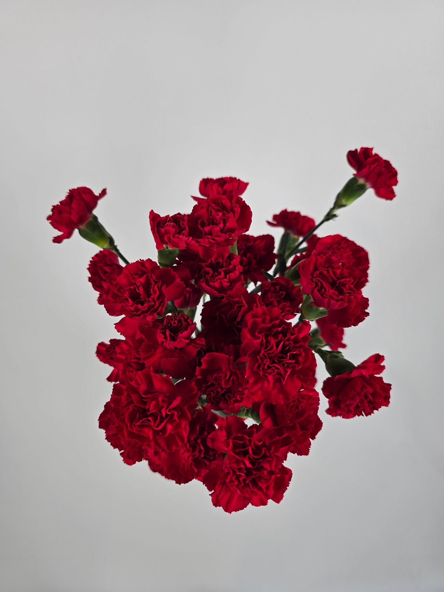 Red Spray Mini Carnations