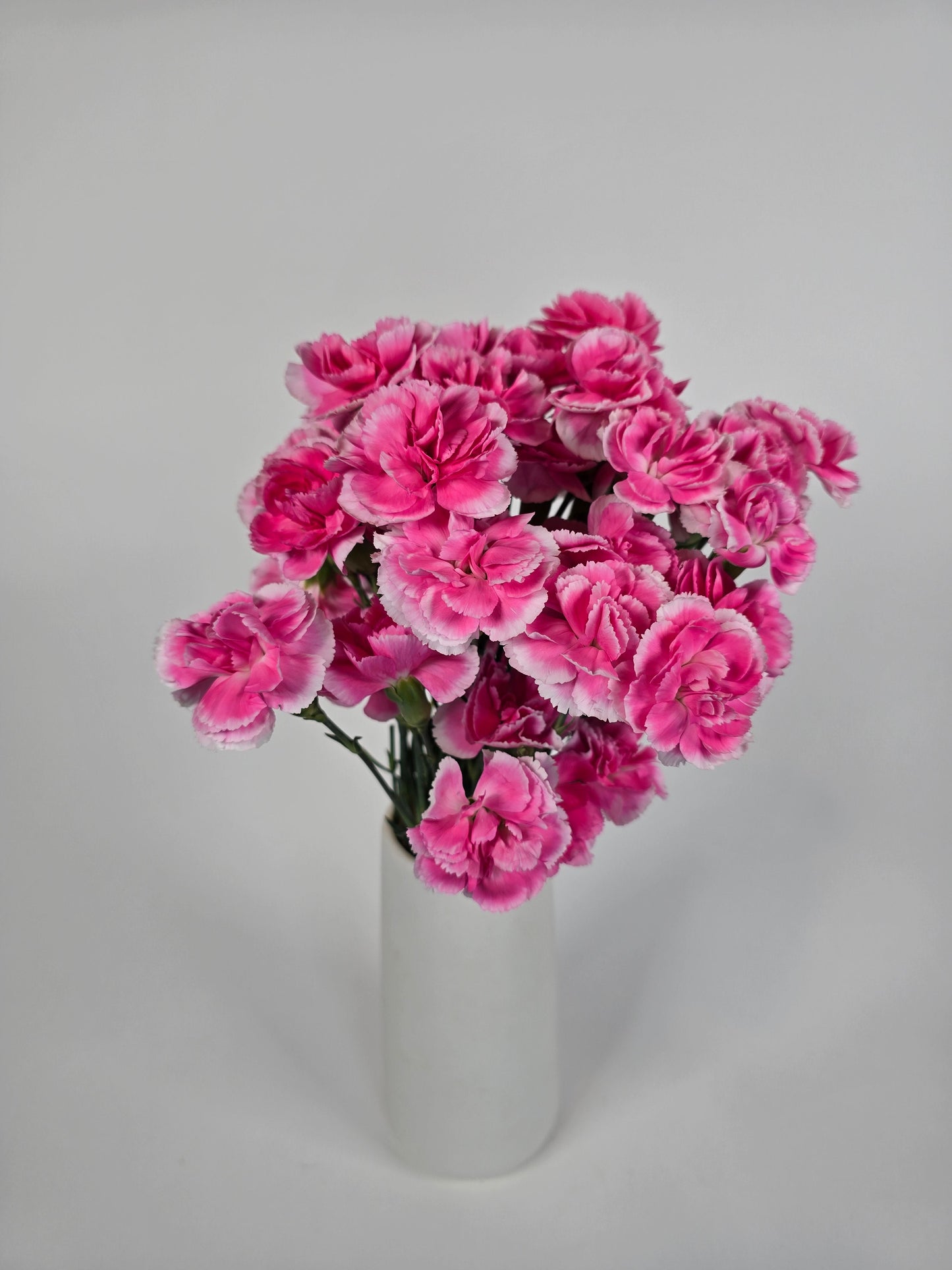 Pink with White Edges Spray Mini Carnations