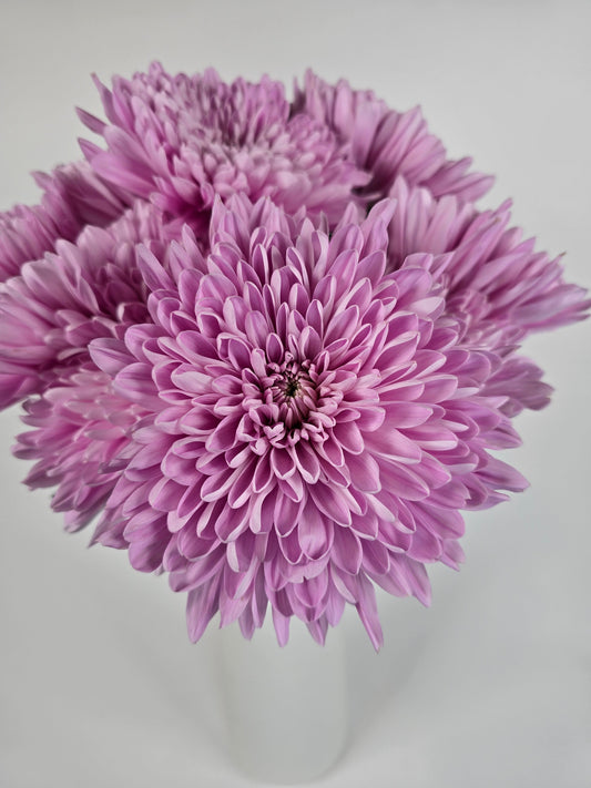 Pinky Lavender Cremons