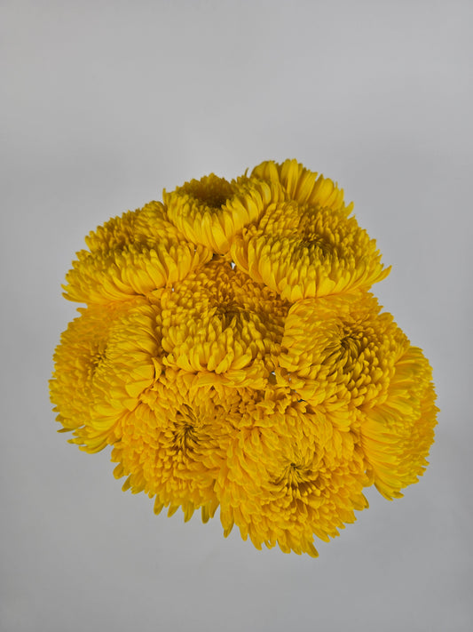 Yellow Cremon Mums
