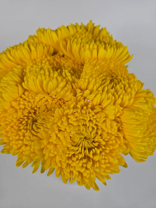 Yellow Cremon Mums