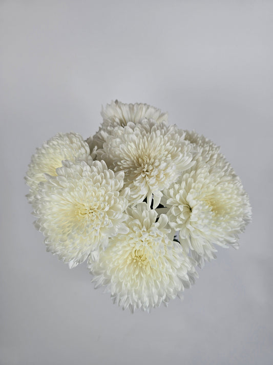 White Cremon Mums