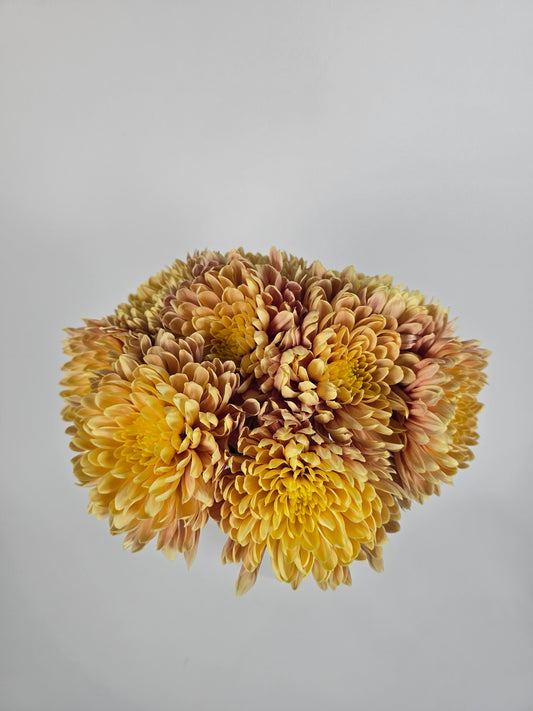 Golden Cremon Mums