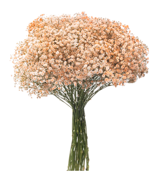 Light Orange Tinted Baby's Breath