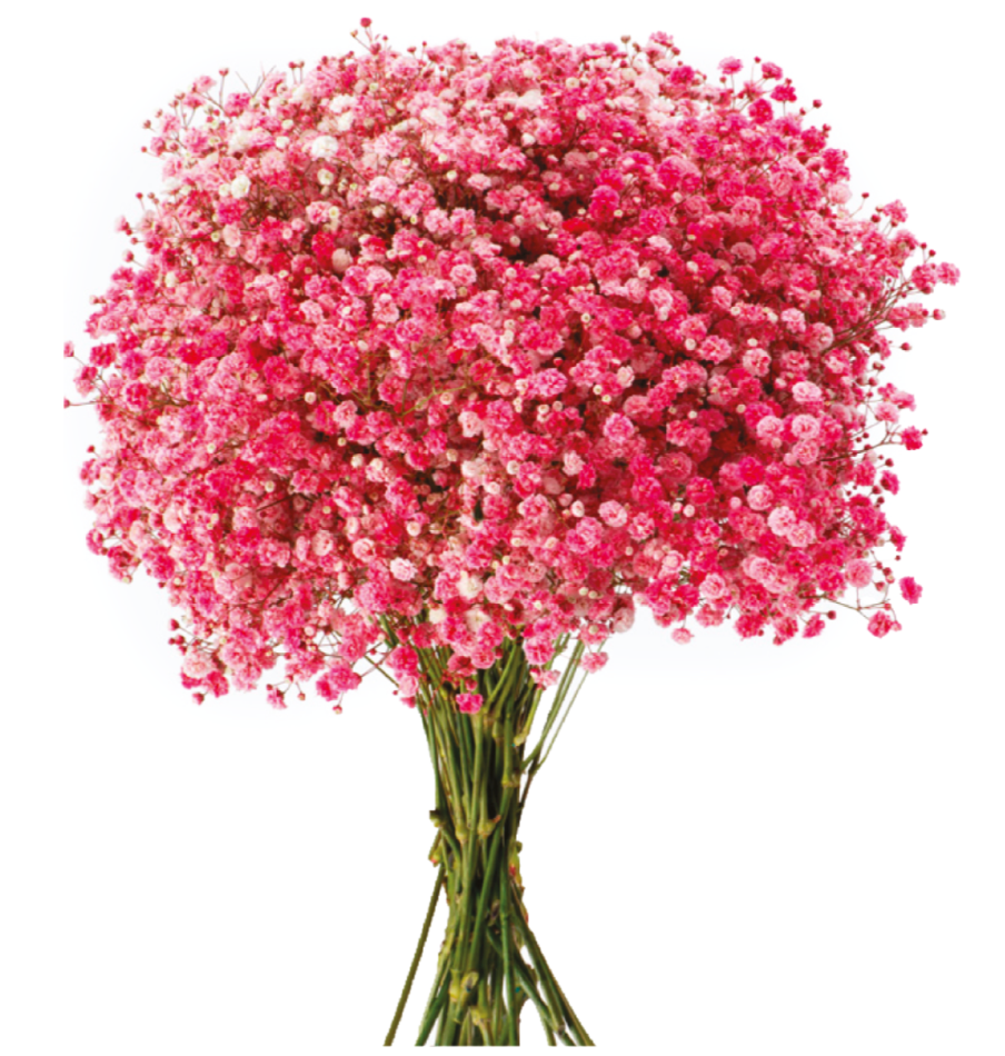 Watermelon Pink Tinted Baby's Breath