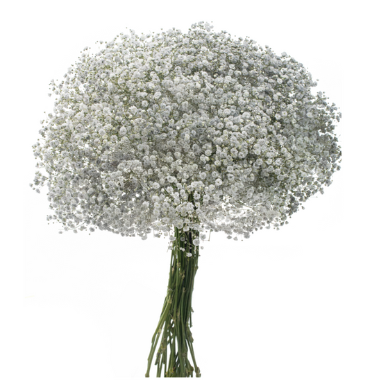 Light Grey Tinted Baby's Breath