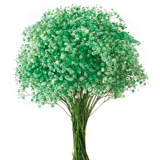 Light Green Tinted Baby's Breath
