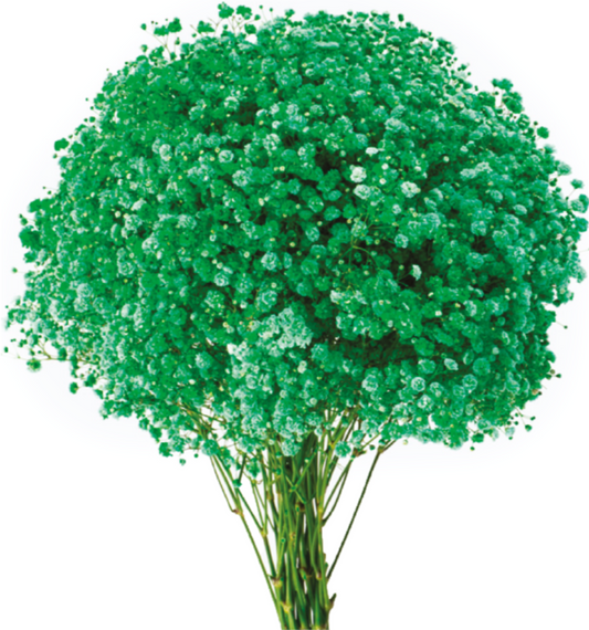 Green Tinted Baby's Breath
