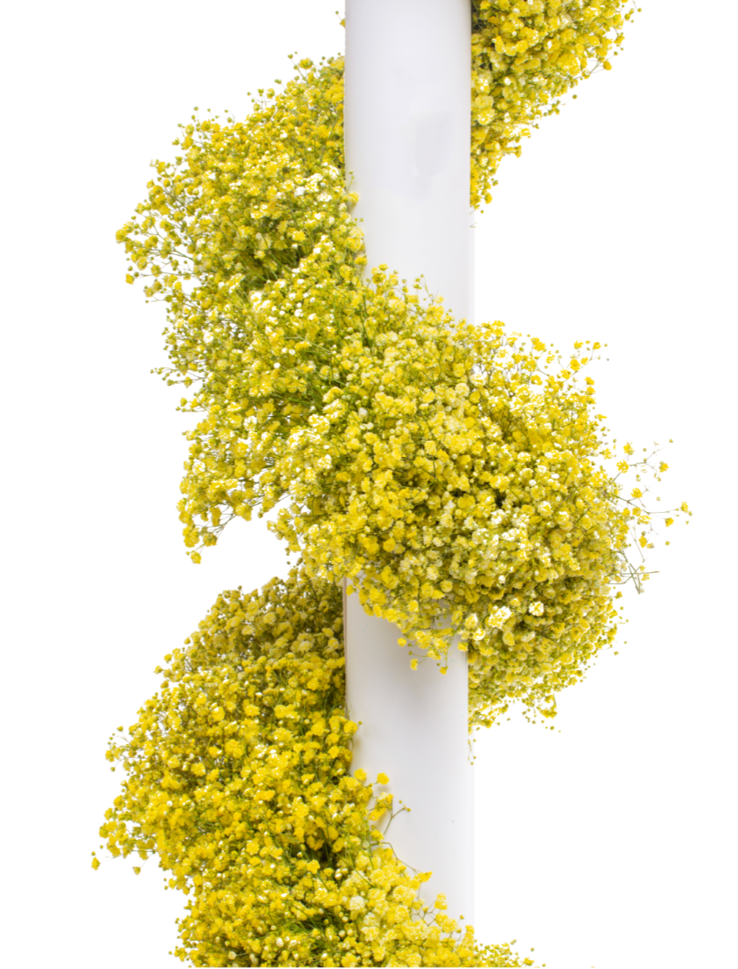 Yellow Tinted Baby's Breath Garland