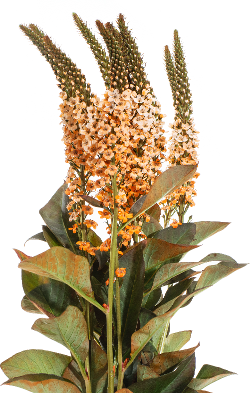 Orange Tinted Lysimachia