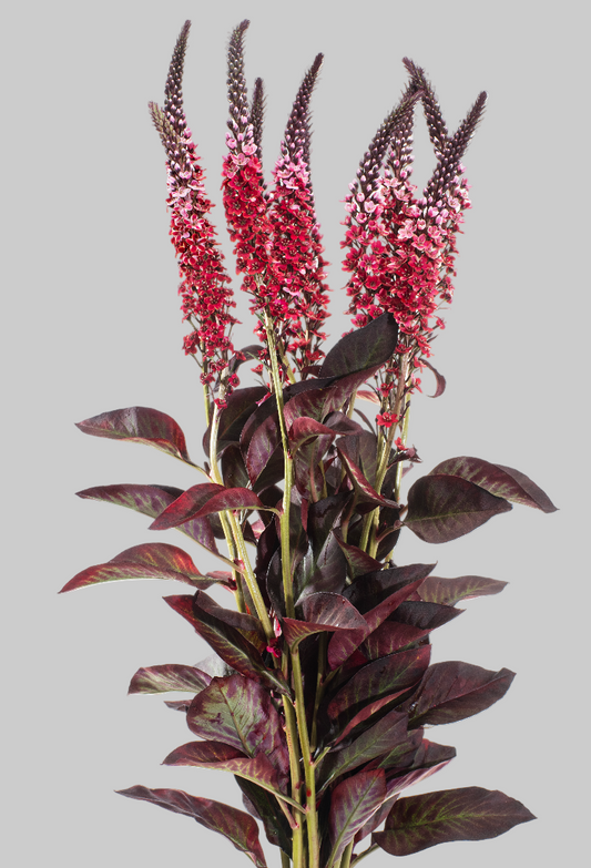 Red Tinted Lysimachia