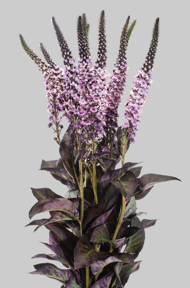 Vintage Pink Tinted Lysimachia