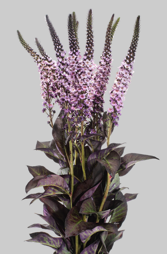Vintage Pink Tinted Lysimachia