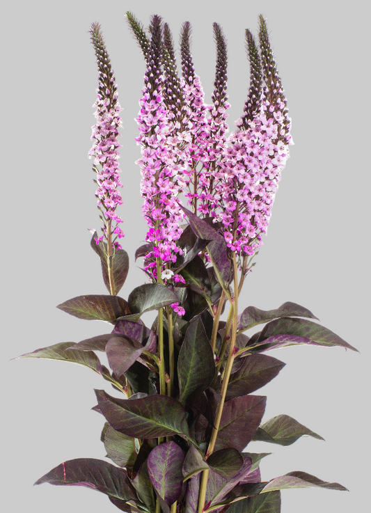 Light Pink Lysimachia