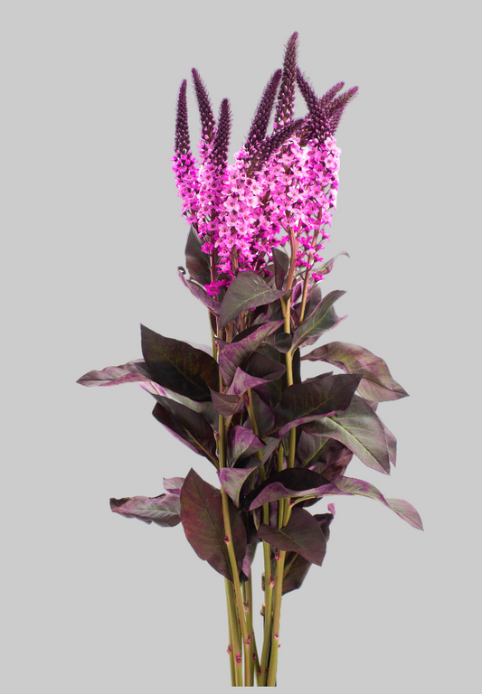 Hot Pink Tinted Lysimachia