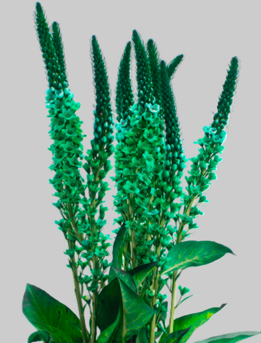 Green Tinted Lysimachia