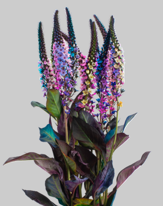 Rainbow Tinted Lysimachia