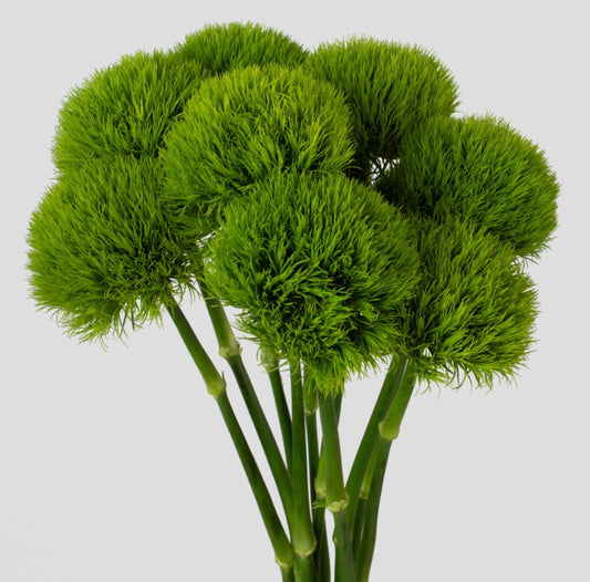 Green Ball Trick Dianthus