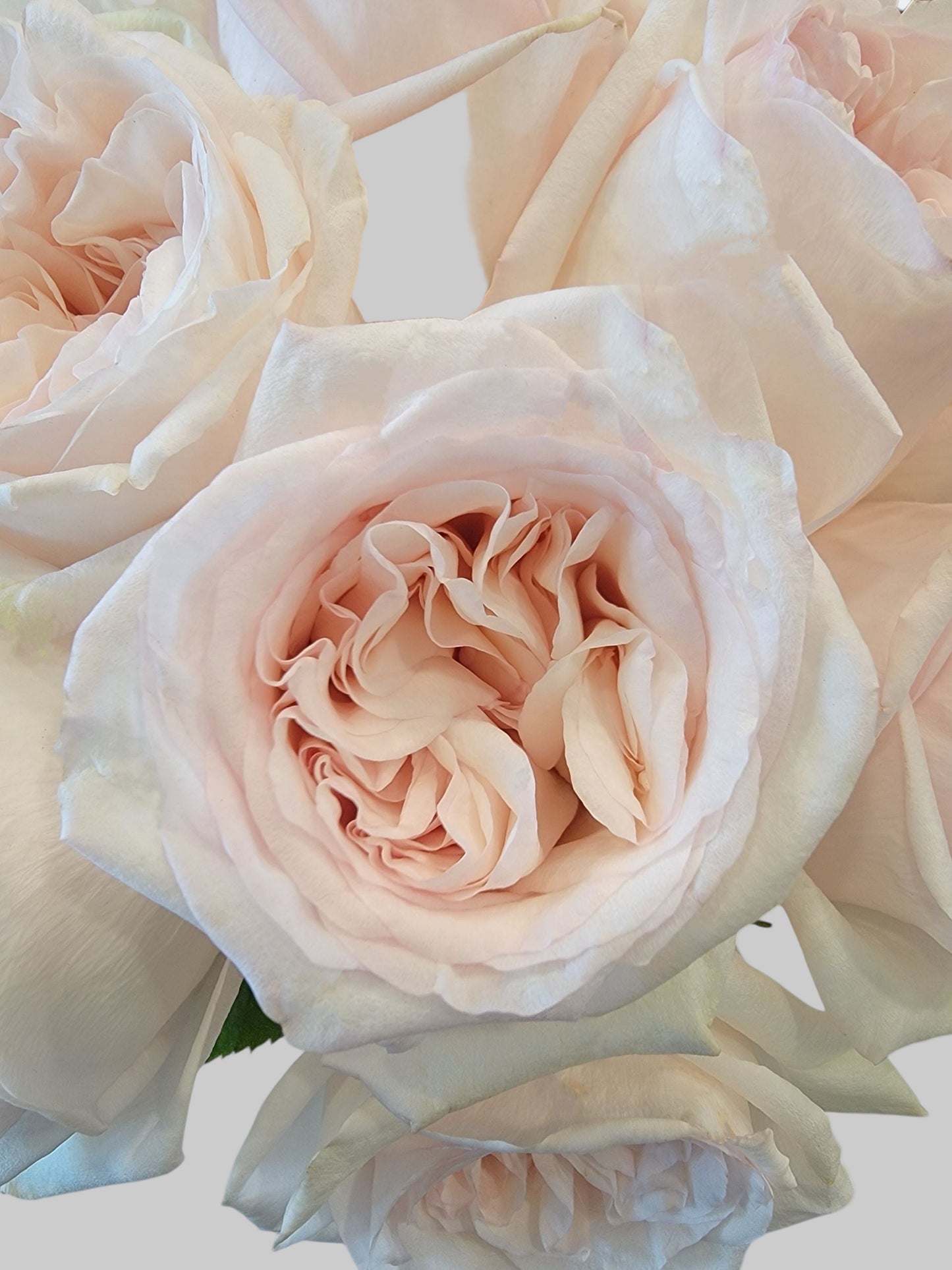 Ivory Blush Garden Rose