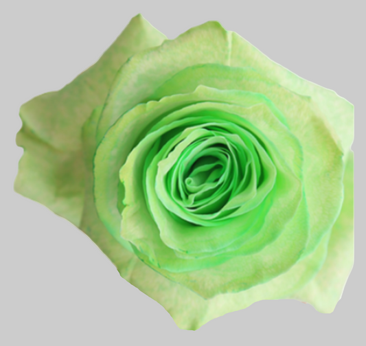 Lime Green Tinted Roses