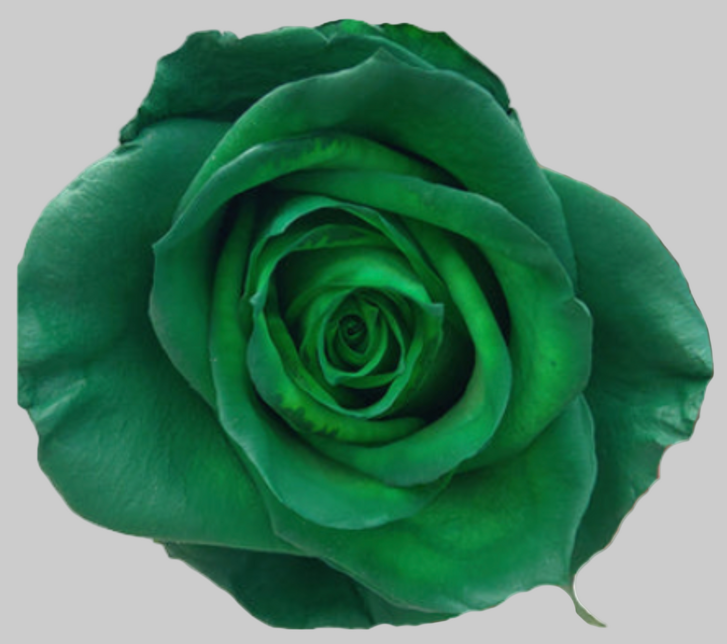 Forest Green Tinted Roses