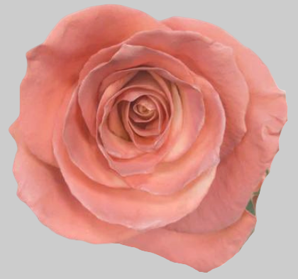 Dusty Pink Tinted Roses