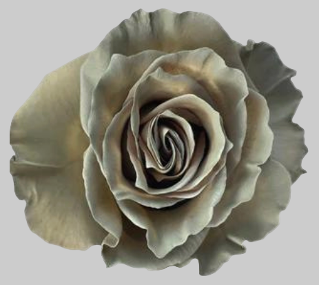 Grey Tinted Roses
