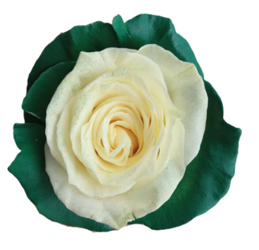 Mint Meadow Tinted Roses