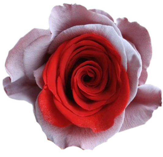 Strawberry Cream Tinted Roses