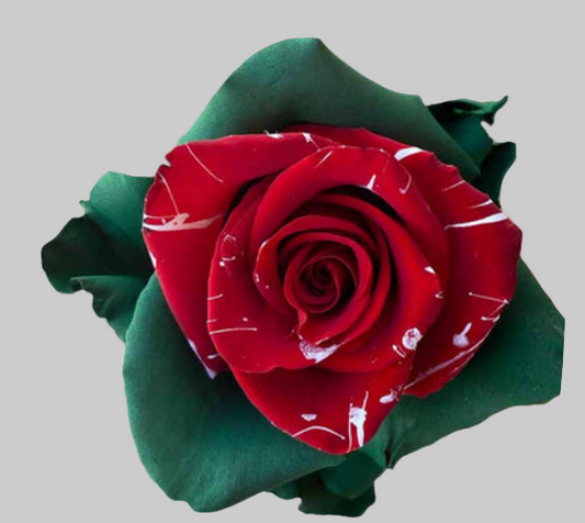 Merry Brushstroke Tinted Roses