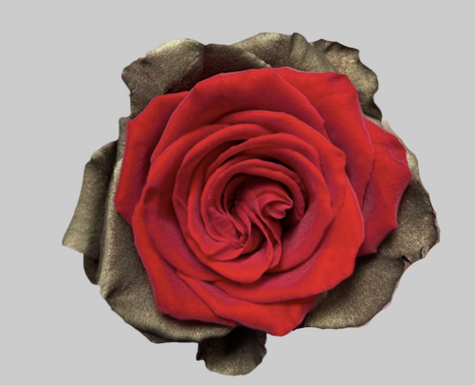 Gilded Velvet Tinted Roses