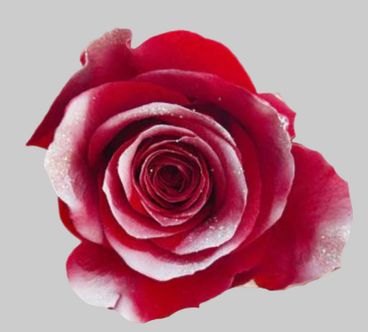 Winter Berry Frost Tinted Roses