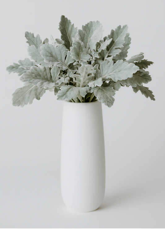 Dusty Miller Greenery