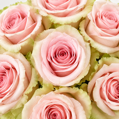 Absolute in Pink Roses