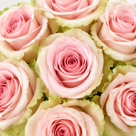 Absolute in Pink Roses