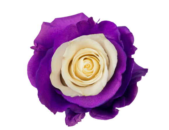 Amethyst Snow Tinted Roses