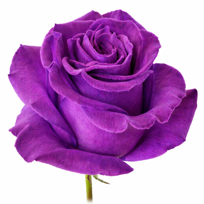 Amethyst Velvet Fresh Cut Tinted Roses