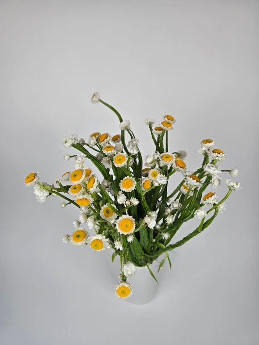 Ammobium Daisy